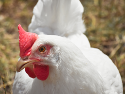 Mengenal Jenis Produk Ayam Potong di Pasaran