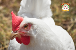 Daging Ayam Broiler Chicken