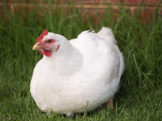 Daging Ayam Broiler Chicken