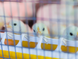 Ayam Probiotik