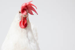 Probiotic Chicken