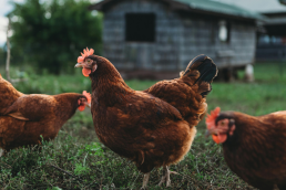 Happy Cix Organic Chicken