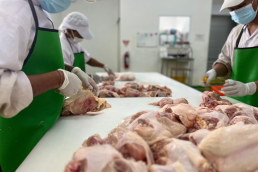 Bali Chicken Slaughterhouse