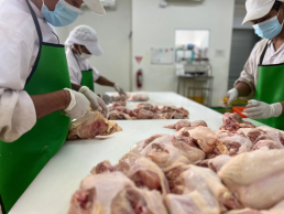 Bali Chicken Slaughterhouse