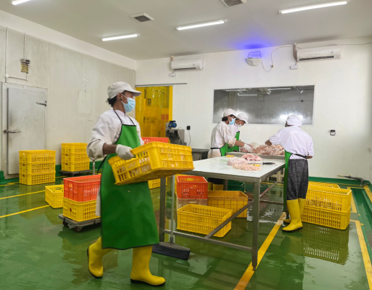 Bali Chicken Slaughterhouse